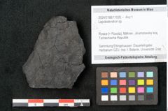 Foto (Objekt + Etikett) von Lepidodendron sp.  (NHMW-GEO-2024-0188-11026)
